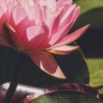 Wenn du tust, was dich glücklich machst, öffnest du das weibliche Prinzip der Achtsamkeit und Intuition in dir wie es diese Lotusblüte mit ihren Blütenbättern macht.
