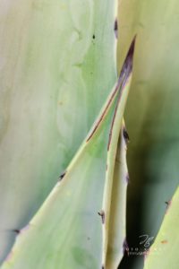 Aloe Vera mit spitzen Blättern