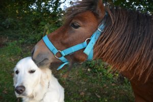 Tierkommunikation zwischen Pferd un Hund