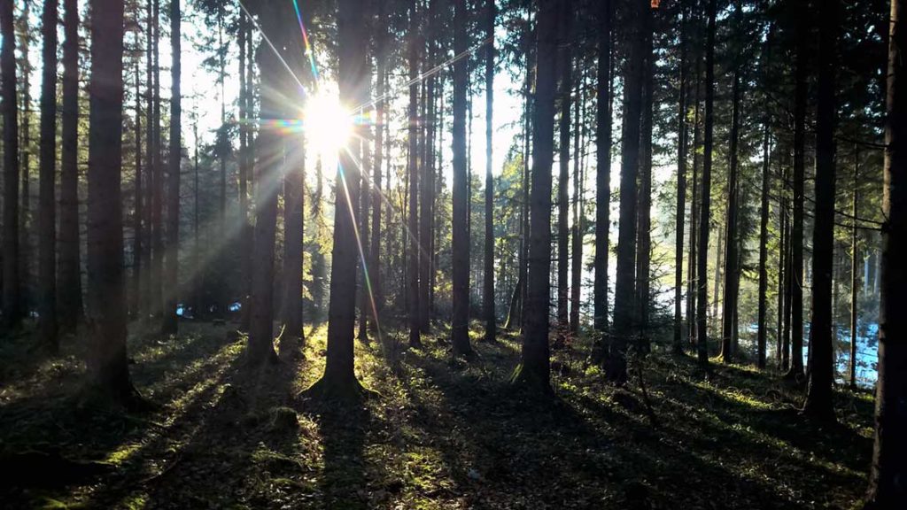 Sonnenlicht dringt durch eine Baumreihe im Winterwald