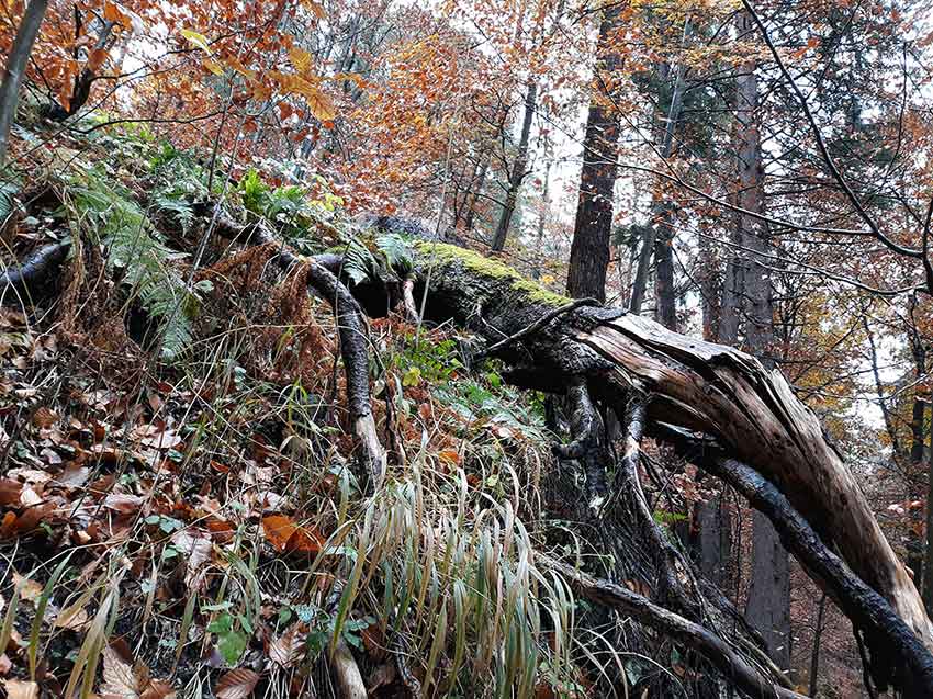 Umgefallener Baum im Wald symbolisiert die Lebenskrise.
