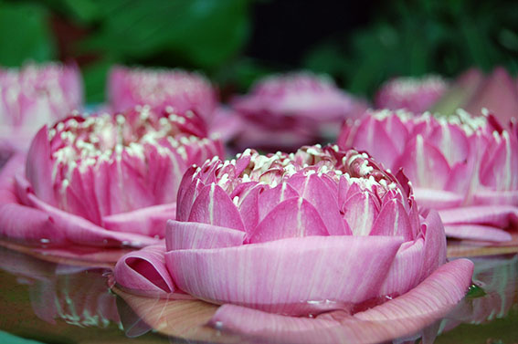 Die Lotusblüte symbolisiert Neuanfang, Liebe, Schöpfung und Wiedergeburt.