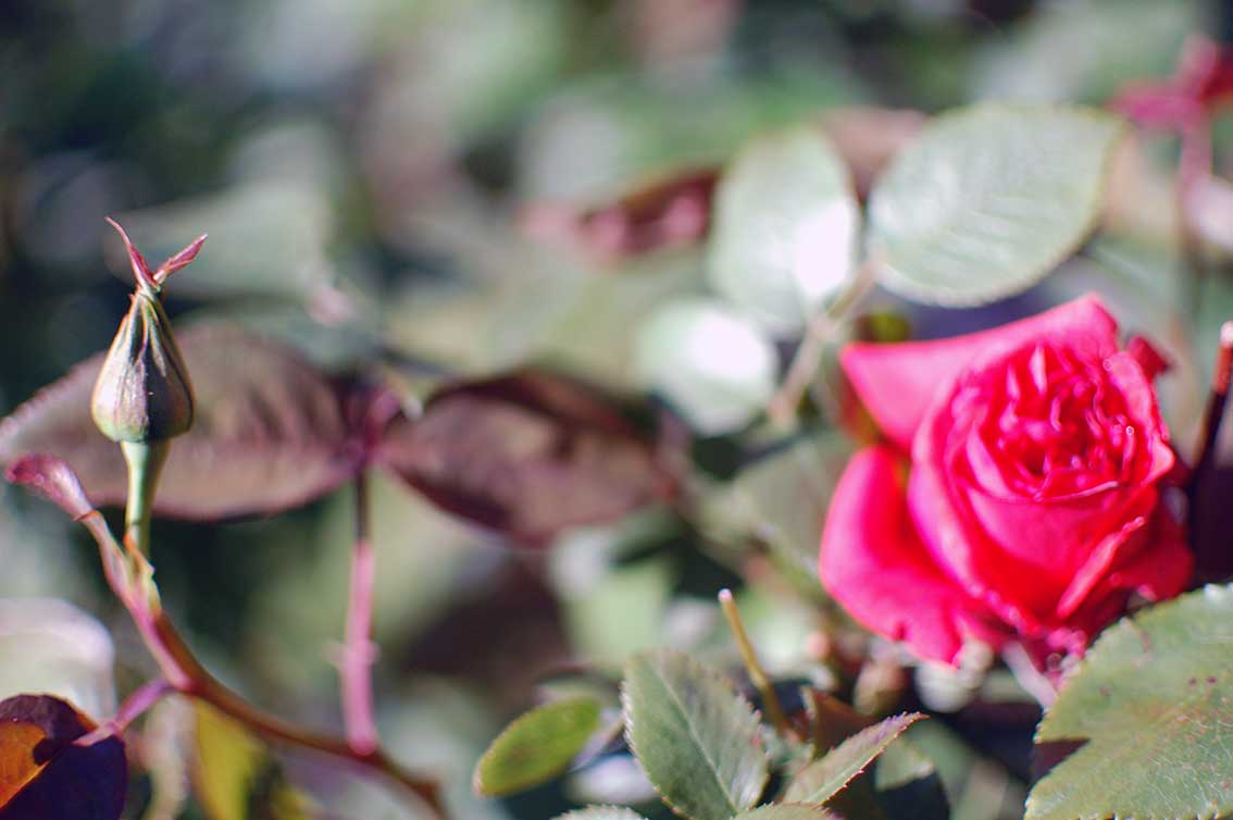 Die Rose als Symbol der Liebe - Liebesbriefe an ihn: Auf der Suche nach der wahren Liebe