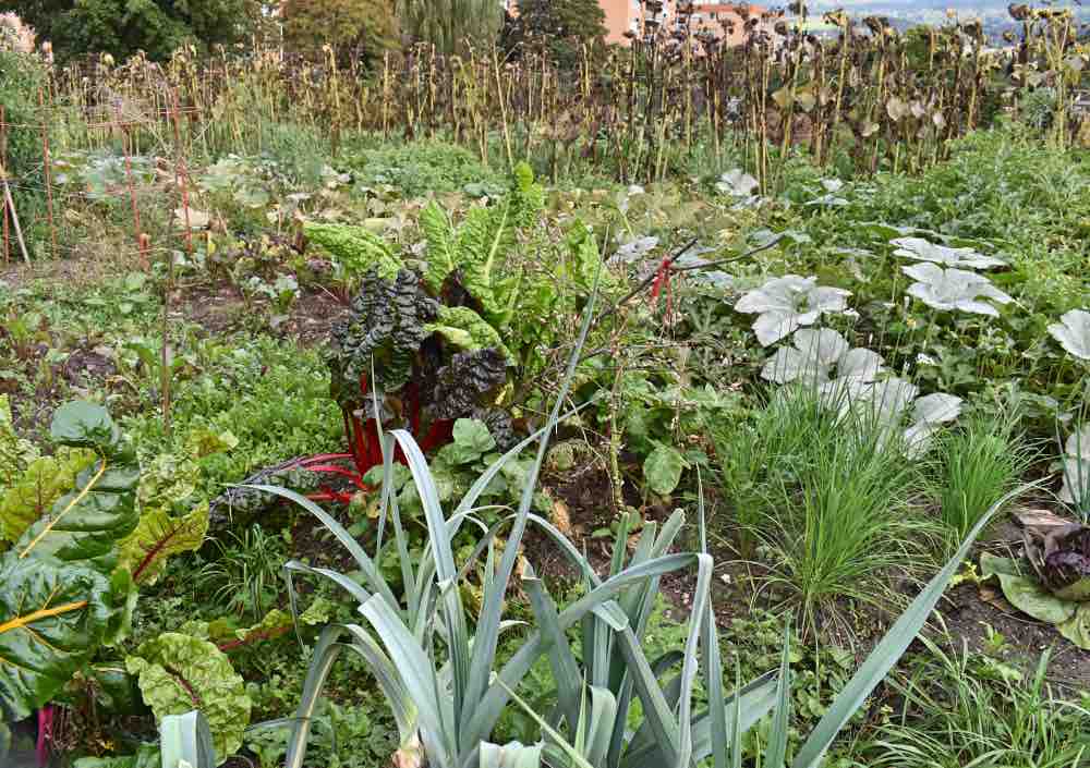 Rituale zur Herbsttagundnachtgleiche: Auch ein Besuch auf einem Weltacker ist ein schönes Ritual für Familien zum wechsel der Jahreszeiten am Ende des Sommers.