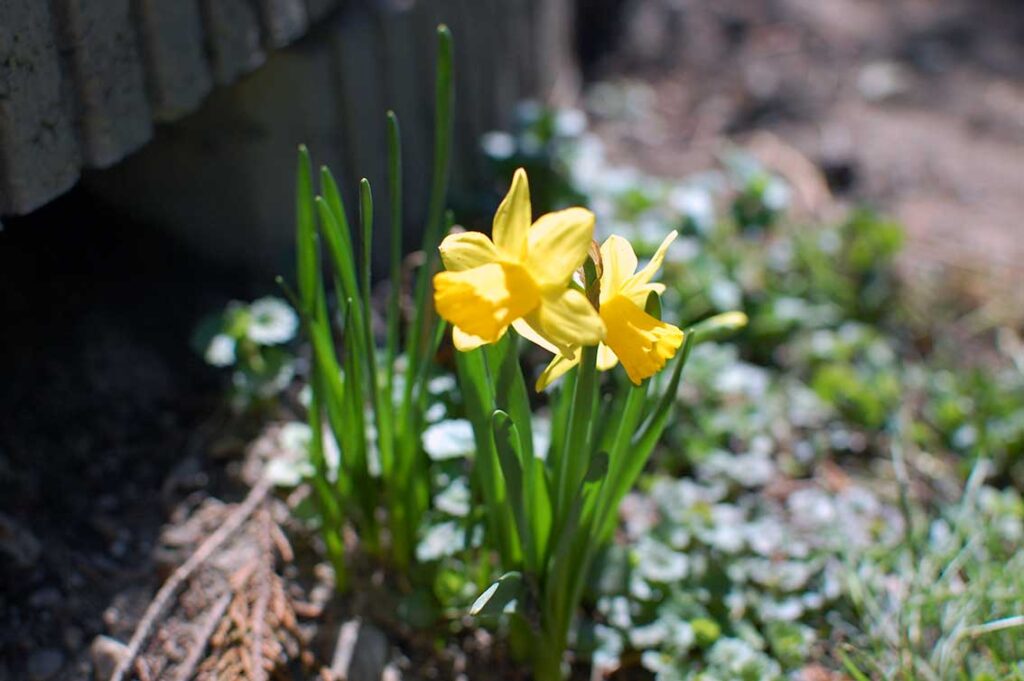 Osterglocken und Narzissen zum Jahreskreisfest Ostara: Blumen als Symbol für den Neubeginn im Frühling und die Schönheit der Natur