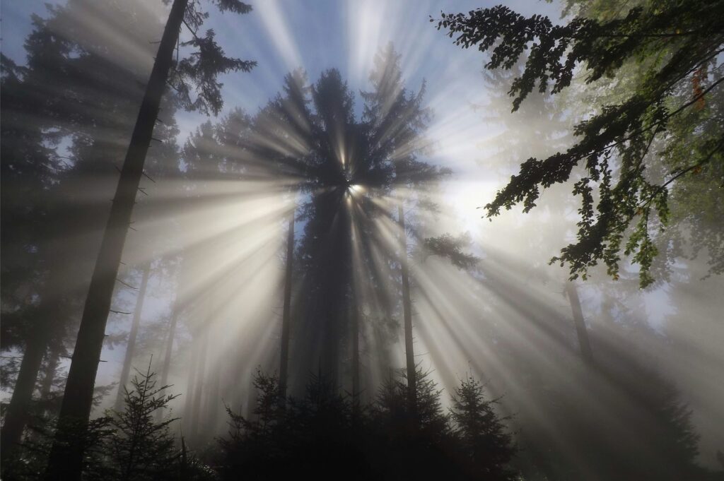 Mystische Lichtstrahlen, tiefstehende Sonne hinter Bäumen, als Ausdruck für das Sehnen der Seele: erschaffen, geben und Empfangen