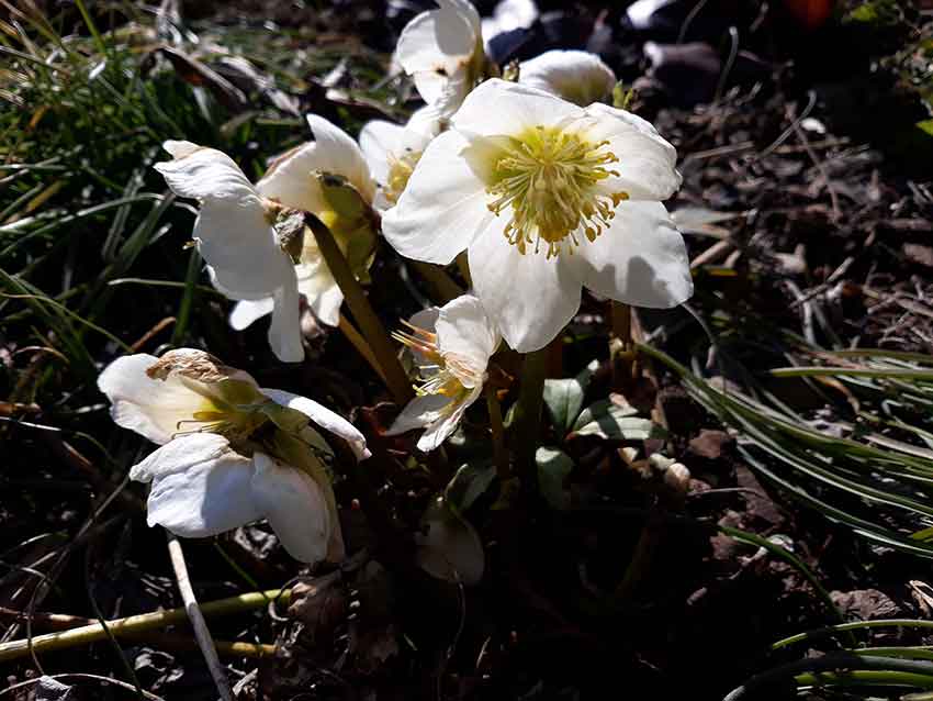 Die Christrose ist bereits im Januar zu entdecken und sie geleitet uns durch die Zeitqualität von Imbolc und Lichtmess.