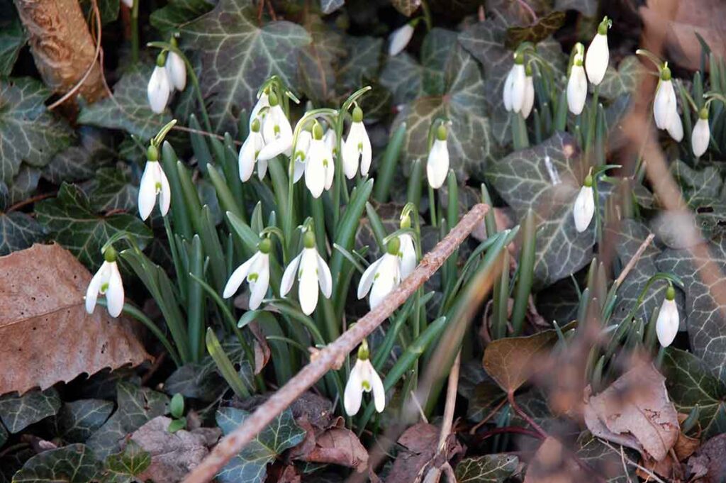 Schneeglöckchen blühen bereits im Februar und mit etwas Glück auch schon zu Imbolc und Lichtmess