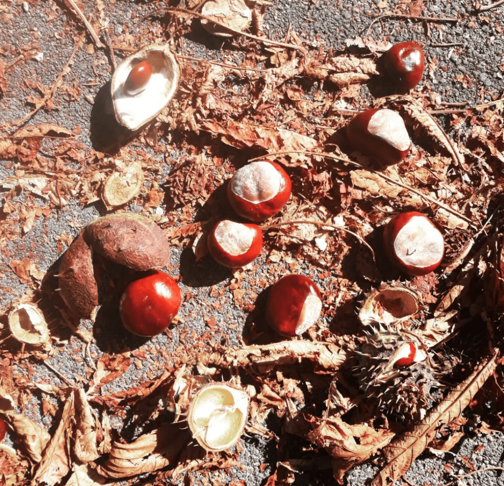 Warum ist Rhythmus für Kinder wichtig? Der Rhythmus der Jahreszeiten, hier mit den wunderbaren Spielsachen, die uns der Herbst beschert wie Kastanien